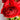 Tecolote Ranunculus Red
