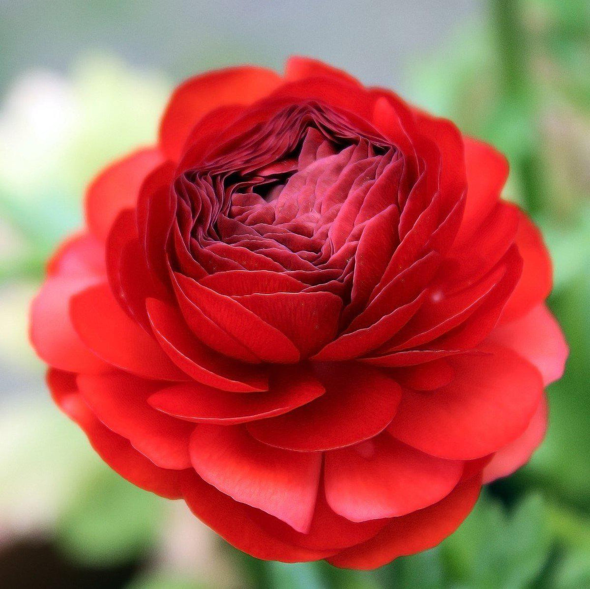 Red Ranunuculus Tecolote Ranunculus Red Bulbs For Sale | Red Ranunculus – Easy To Grow ...