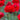 Tecolote Ranunculus Red Flowers