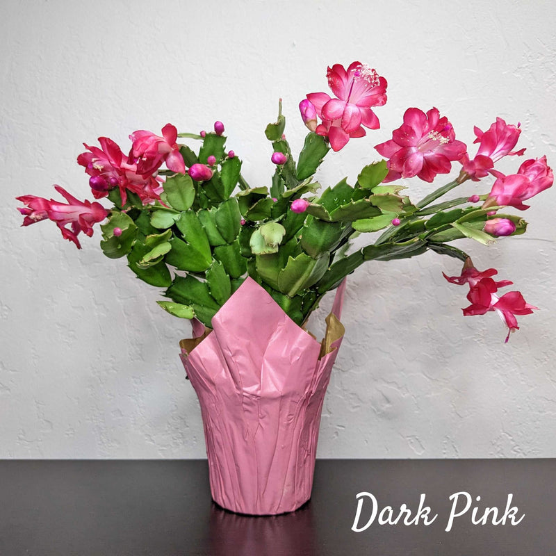 Thanksgiving Holiday Cactus with Dark Pink Blooms