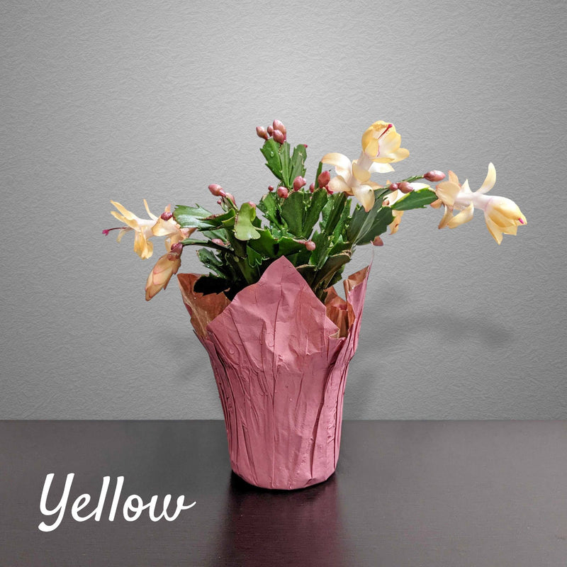 Thanksgiving Holiday Cactus with Yellow Blooms