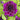 purple dahlia thomas edison