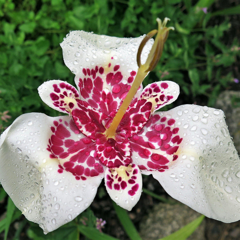 The Speckled Reddish Pink Interior Steals the Show on the Face of the Grandiflora White Tigerflower