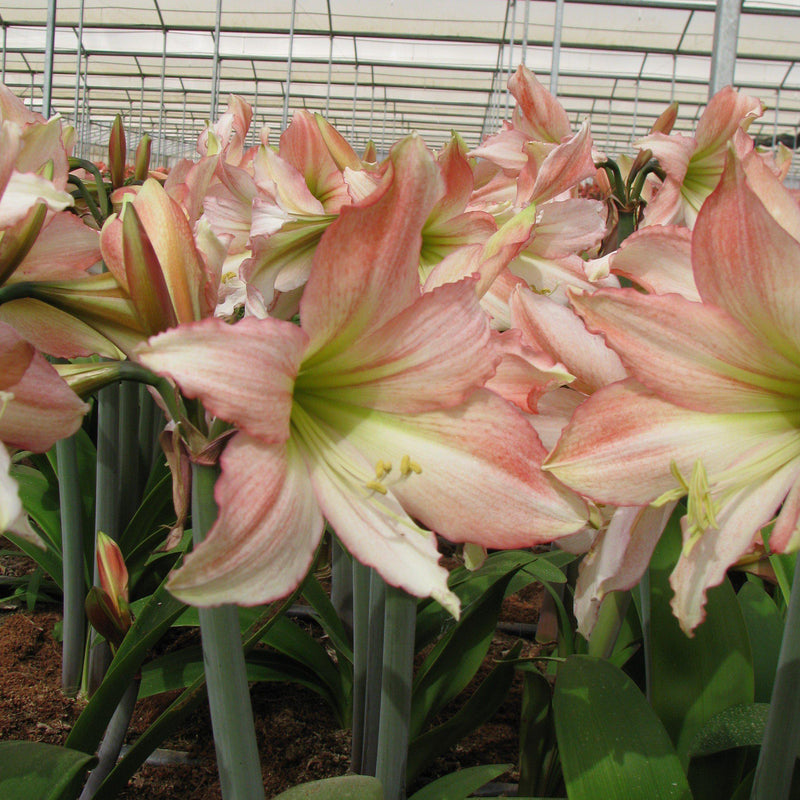 A Greenhouse Full of Amaryllis Tinkerbell Flowers