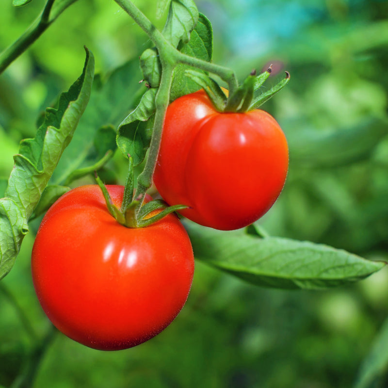 tomatoes on plant