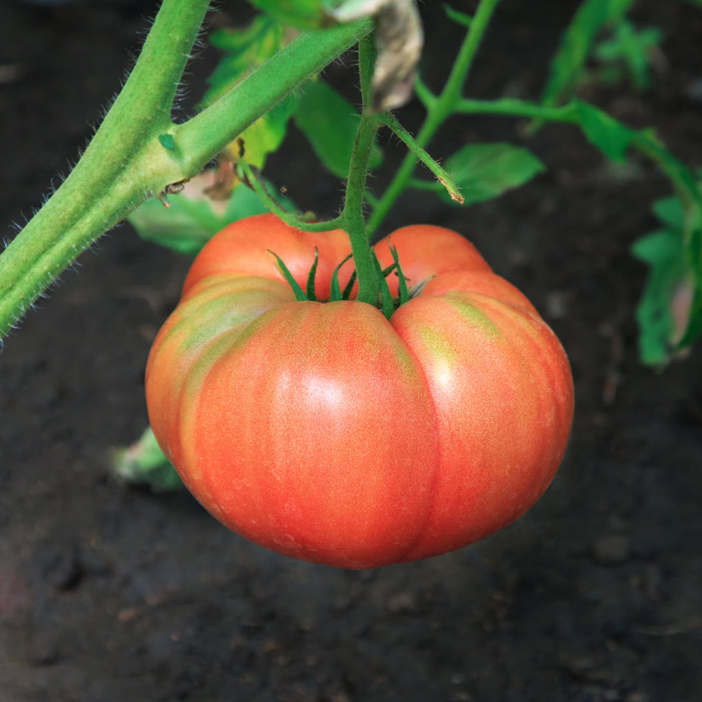Tomato Plants for Sale from Easy to Grow Tagged "Climate Zone_Zone 6