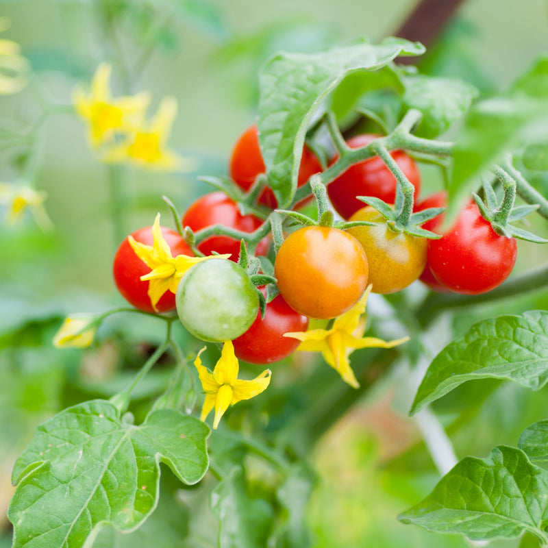 colorful cherry tomatoes on vine