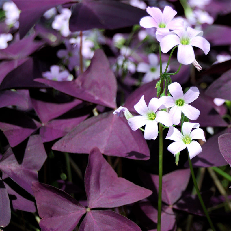 Close Up View of Group of Oxalis Triangularis 