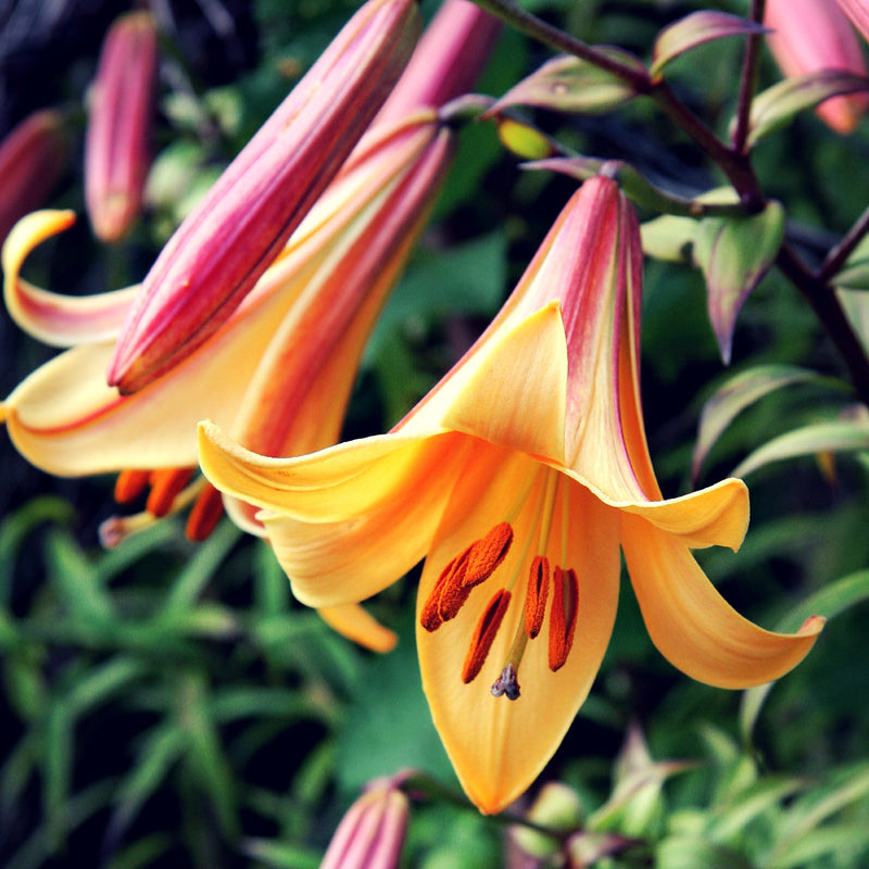 The Peachy Bronze Blooms of the African Queen Trumpet Lily