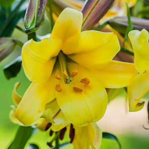 Sunshine Yellow "Golden Splendor" Trumpet Lily
