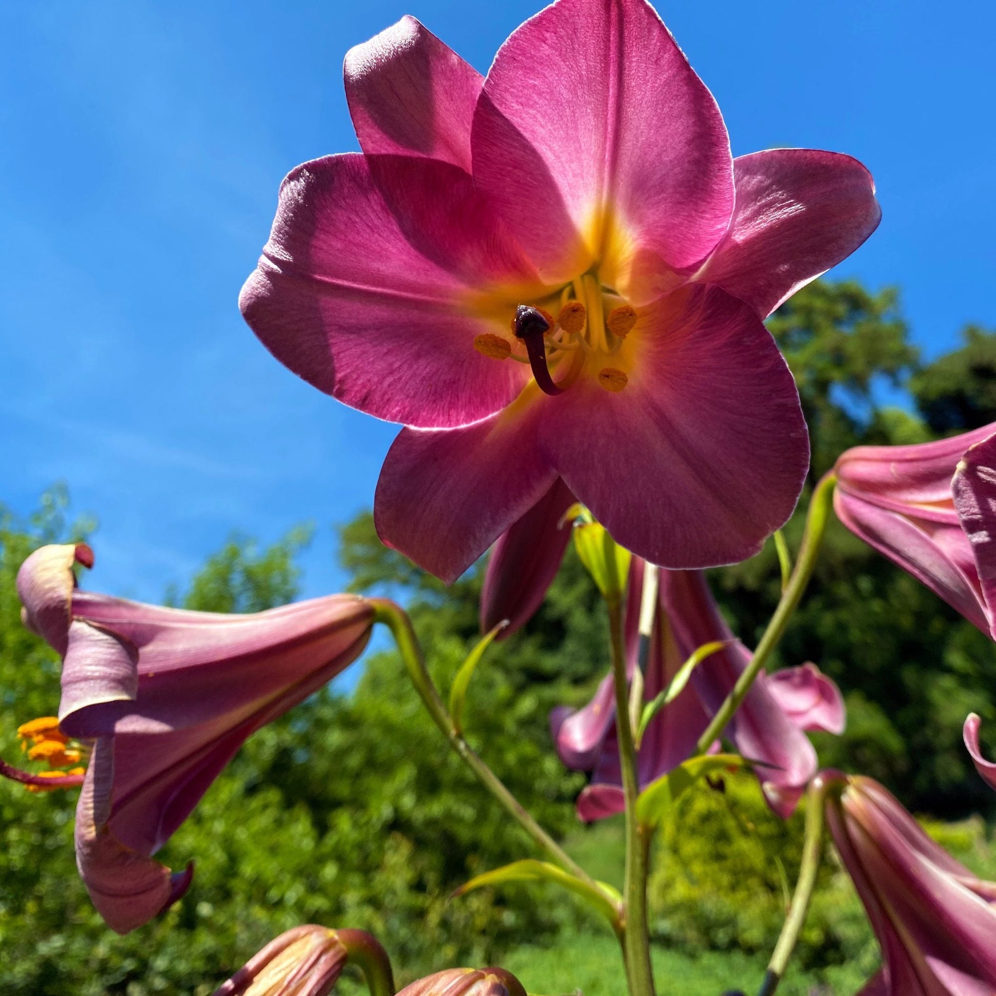 trumpet lily flower Easy to Grow Bulbs Lilium