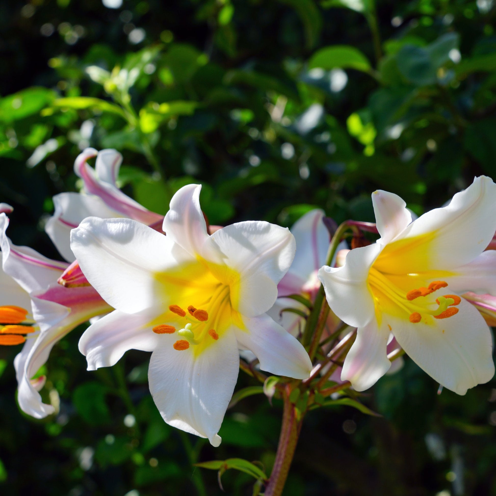 white trumpet lily flower Lilium