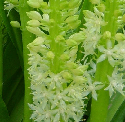 An Up-Close View of the Blooms of the "Tugela Jade" Pineapple Lily