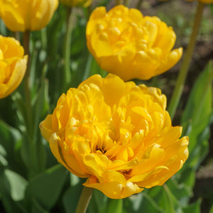 Fluffy Golden Yellow Pomponette Tulip