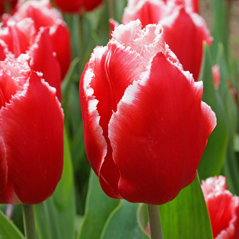 Feathery Red Tulips