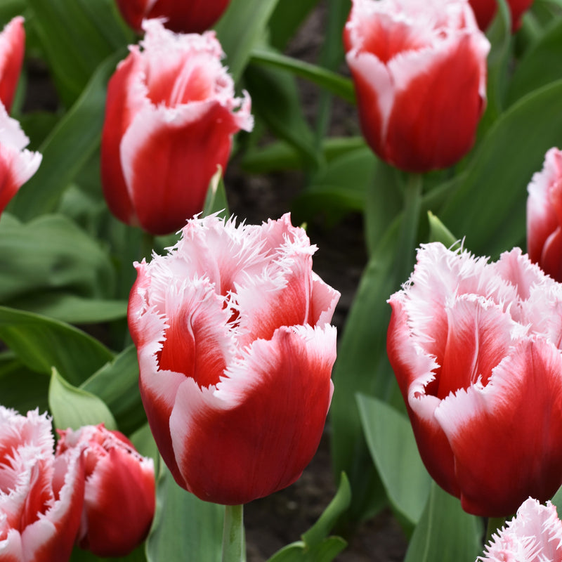 Red and White Fringed Tulips