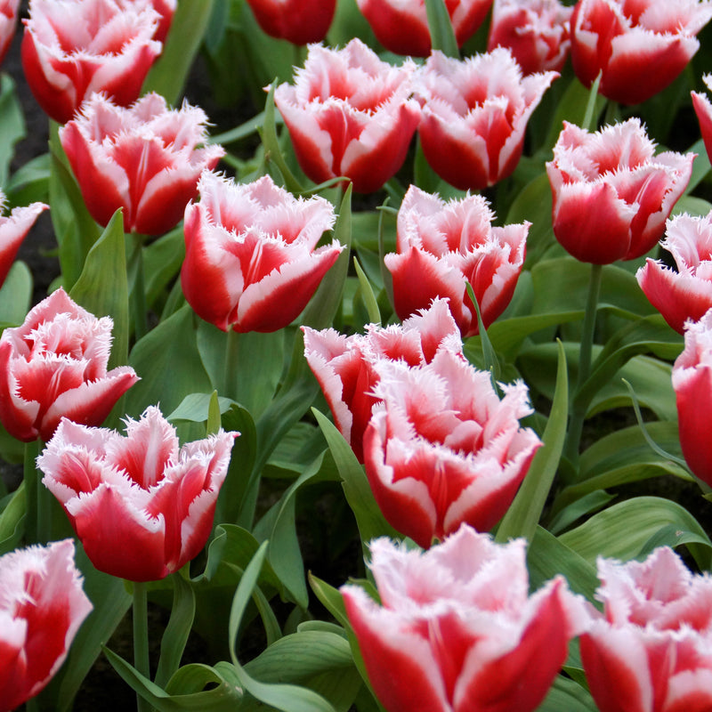 Fluffy Red and White Tulips