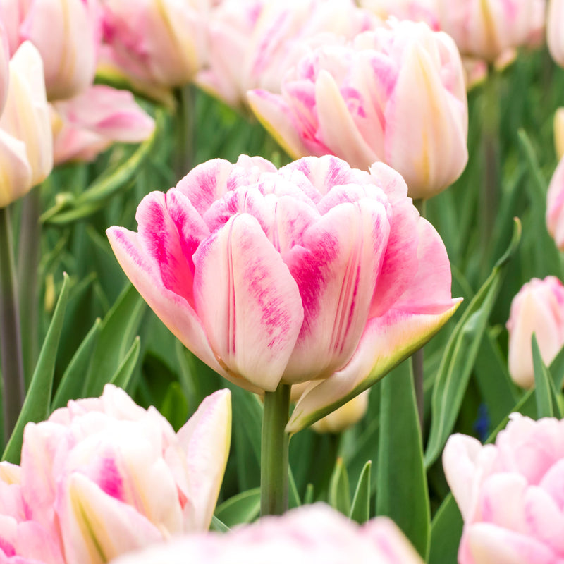 Multiple Pinks Come Together in the Petals of the Foxtrot Tulip