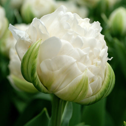Full Crisp White Mount Tacoma Tulip