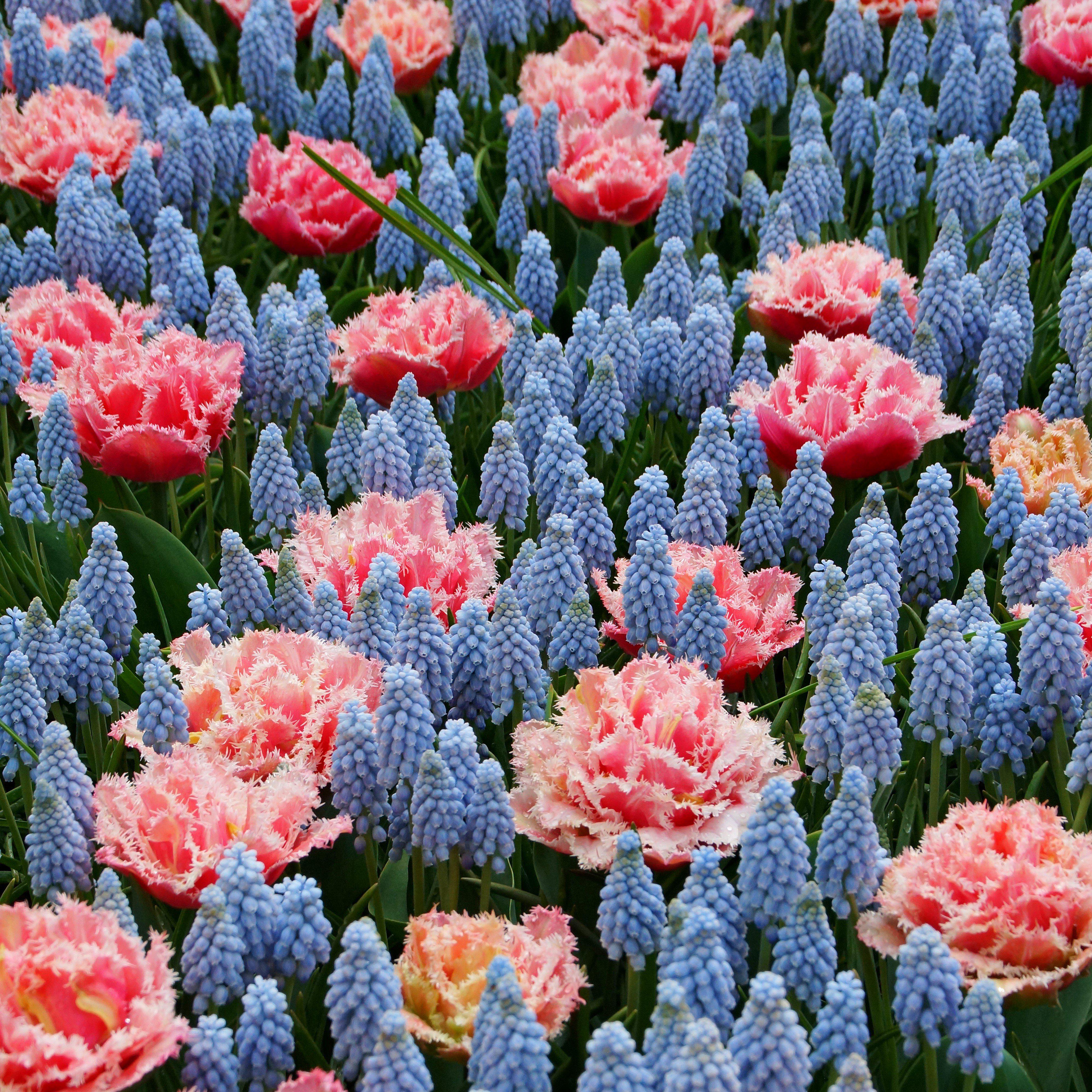 Muscari & Tulip - Baby Shower Blend - Thumbnail 3