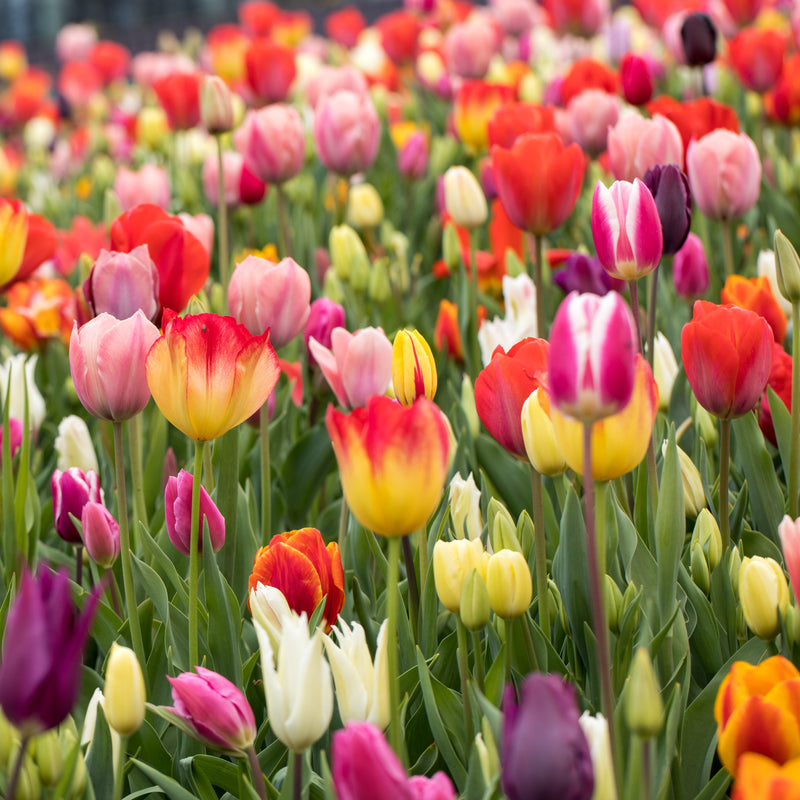 A Field Full of Beautiful Rainbow Tulips