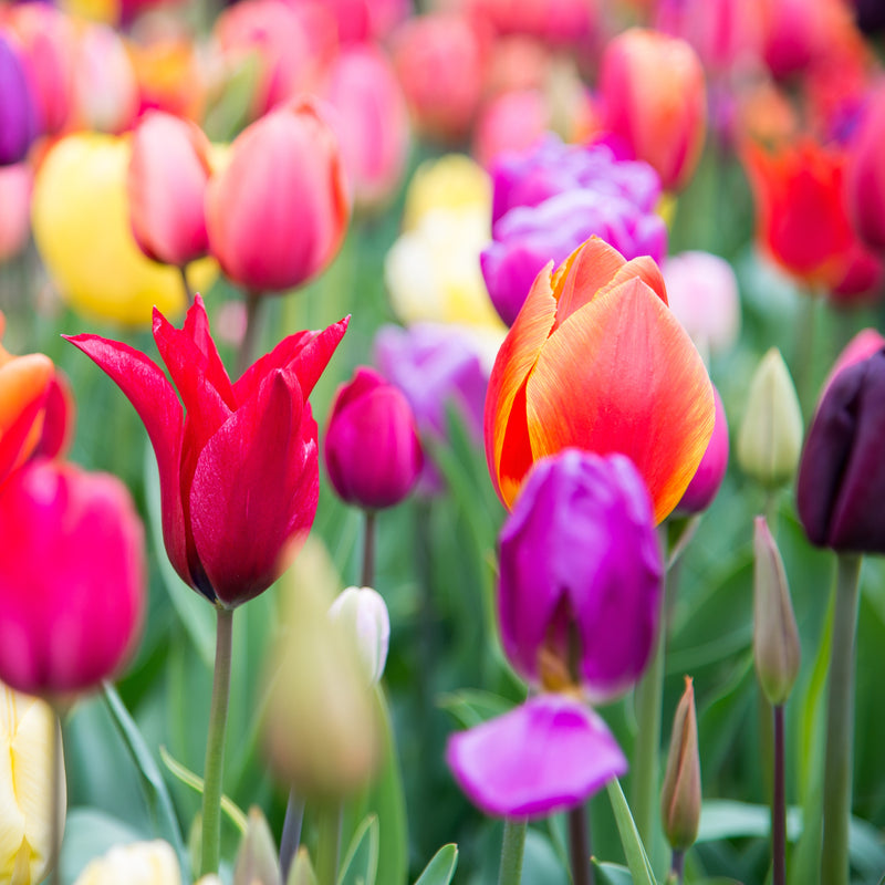 A Variety of Colorful Tulips