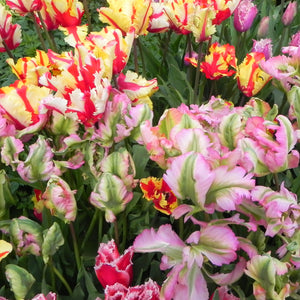 products/Tulips_-_parrot_mix.SHUT.jpg