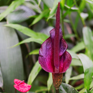 Spellbinding Reddish Purple of the "Rivieri Konjac" Voodoo Lily
