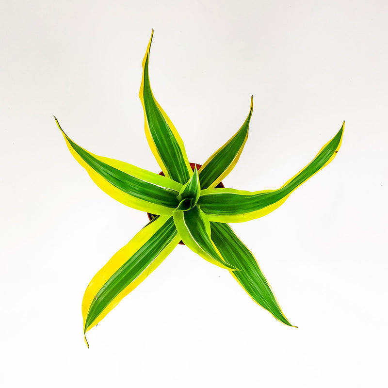 Yellow and Green Two-Toned Dracaena Plant