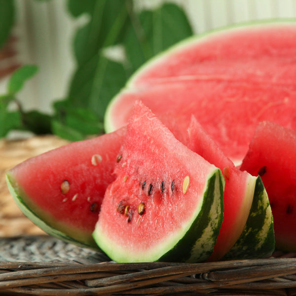 Melon Plants for Sale Easy to Grow Easy To Grow Bulbs