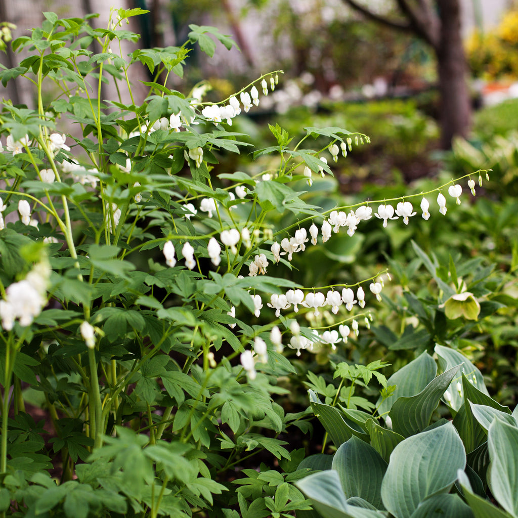 White Bleeding Heart Flower