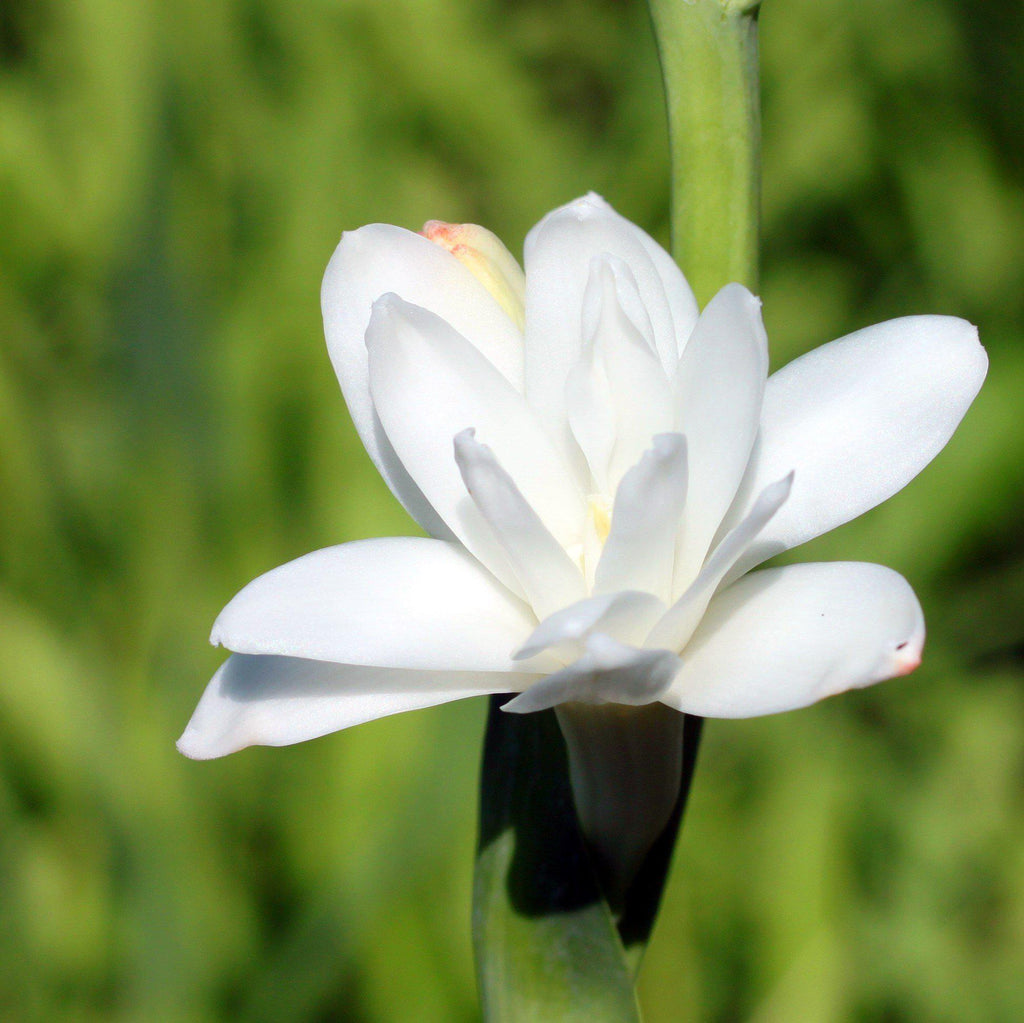 Fragrant DoubleFlower White Tuberose Bulbs For Sale Easy To Grow Bulbs