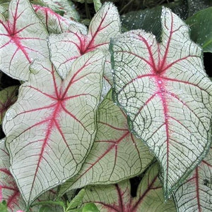 Caladium White Queen provides the eye-drawing power of white foliage and supplements that with rich, deep red veins