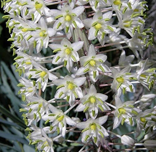 Squill flowers