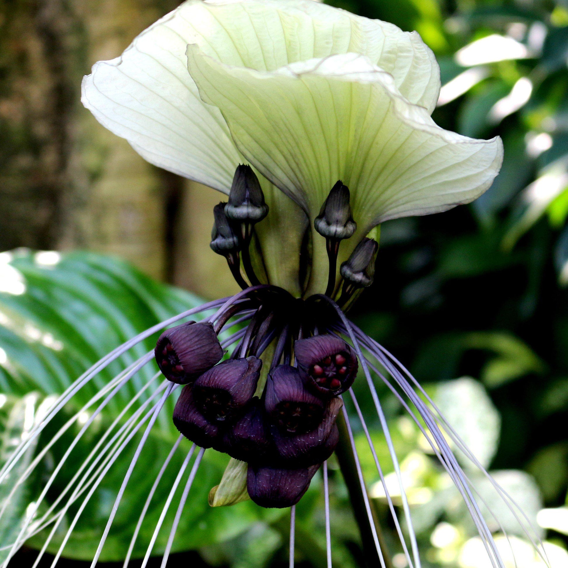 bat flower lily Tacca
