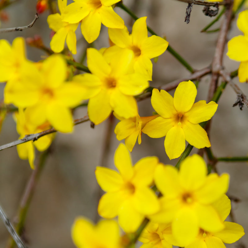 Yellow flowers of winter jasmine