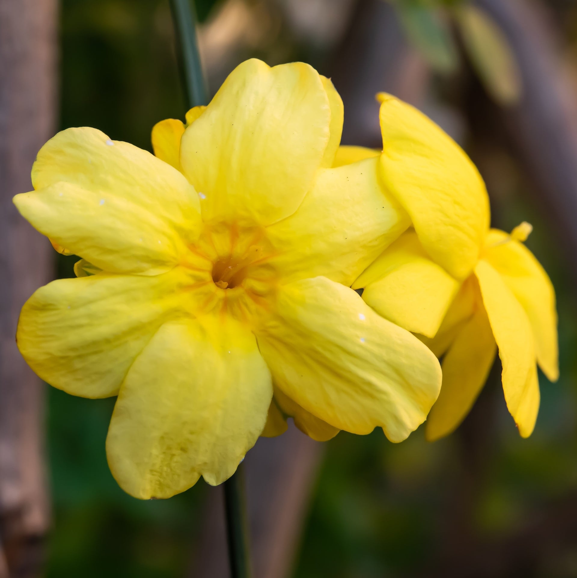 winter jasmine indoor plant Jasmine