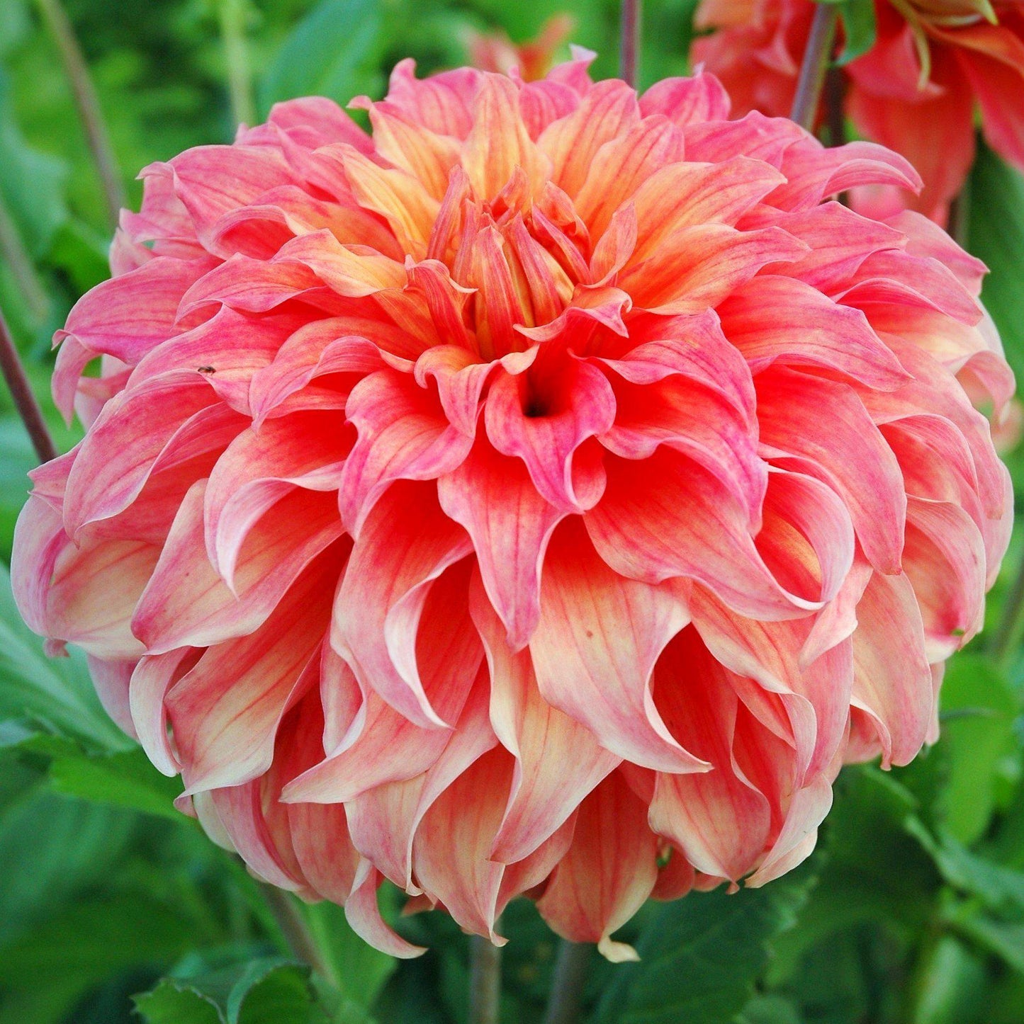 Wyn’s Moonlight Sonata Dahlia