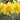 Bright Yellow Cheerfulness Daffodils