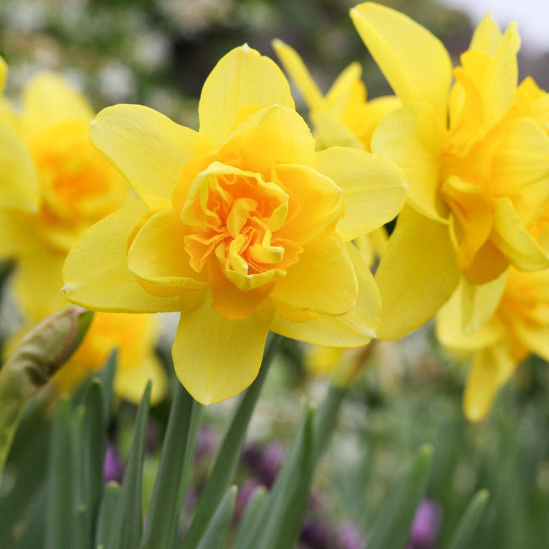 Bright Yellow Cheerfulness Daffodils