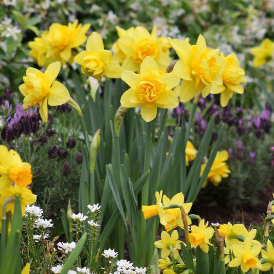 A Cluster of Yellow Daffodils