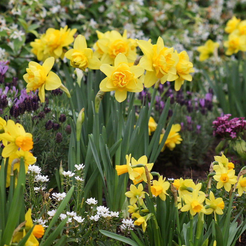 A Cluster of Yellow Daffodils