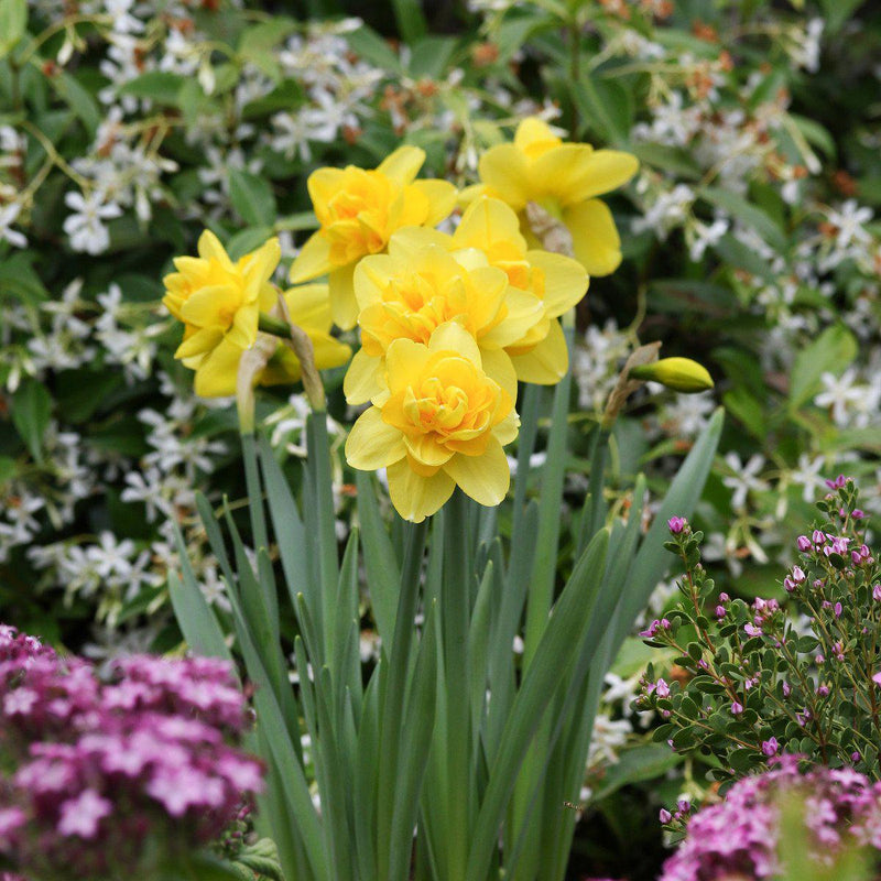 Narcissus Yellow Cheerfulness Blooms