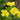 Blooming Yellow Evening Primrose