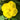 Canary Yellow Evening Primrose Missouriensis