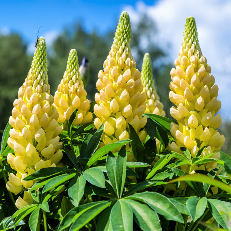 Yellow lupine flowers for sale