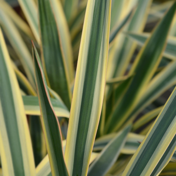 Drought Tolerant – Easy To Grow Bulbs