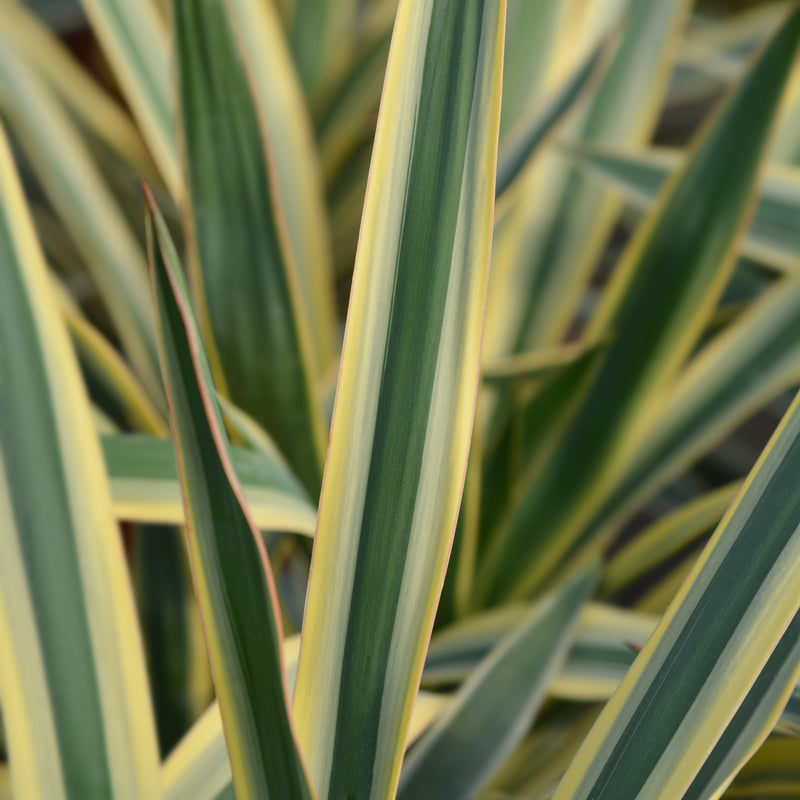 Green with yellow margins of Yucca Bright Edge
