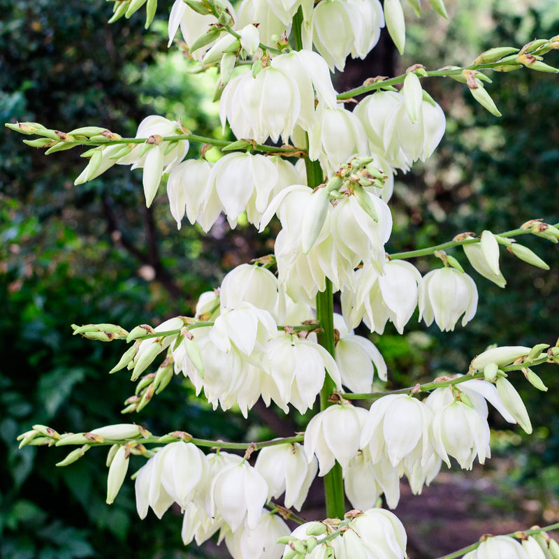 Creamy White Yucca blooms