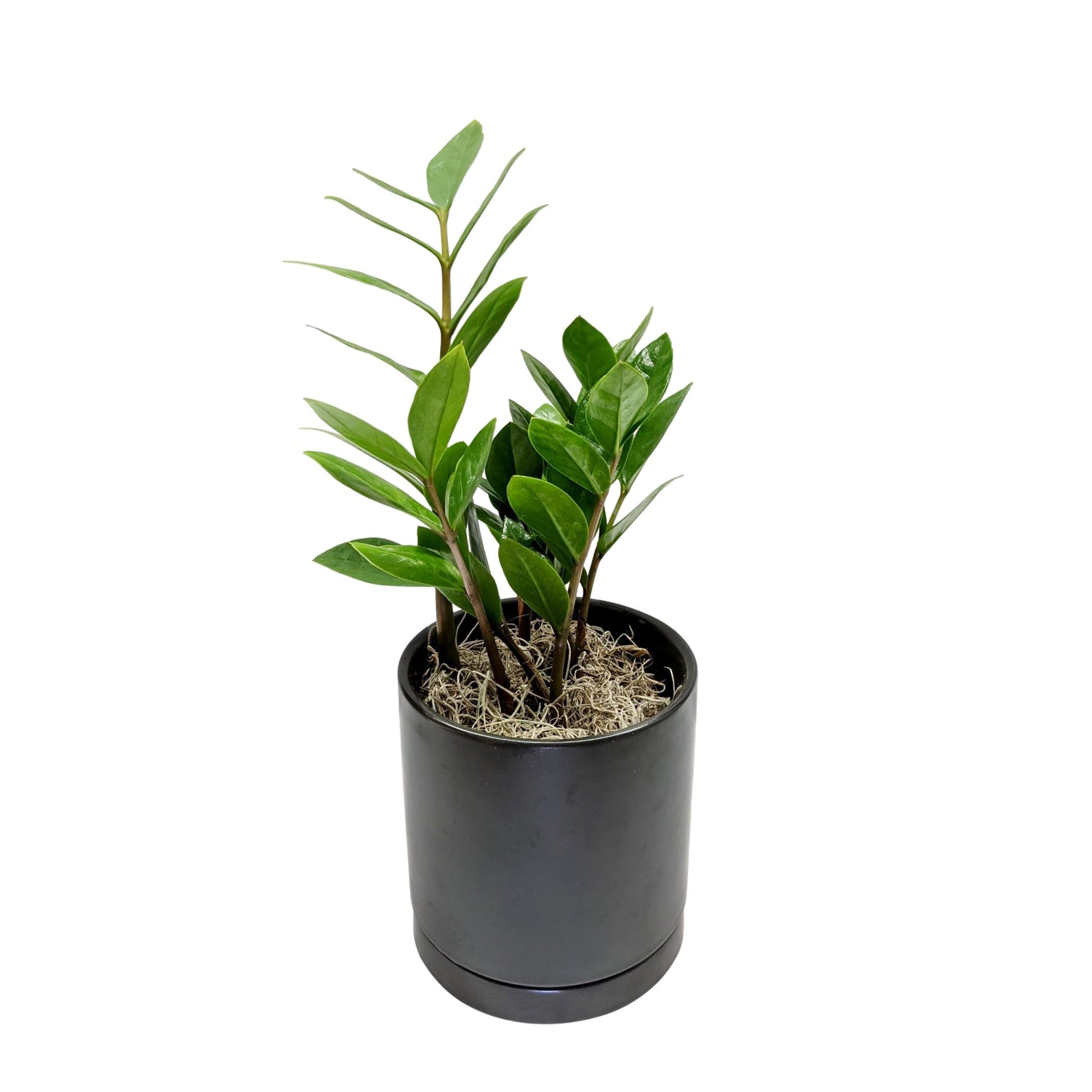 zz palm plant ZZ Emerald Palm Houseplant